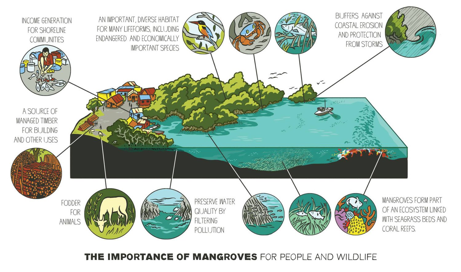 Scriberia+illustration+agency+Frontier+mangroves